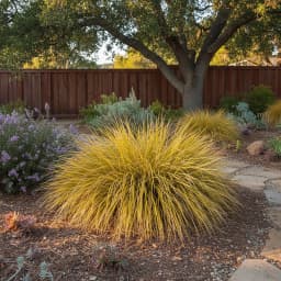 Japanese Forest Grass