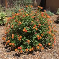 Lantana