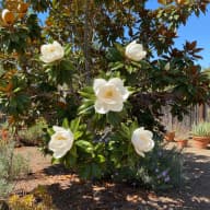 Southern Magnolia