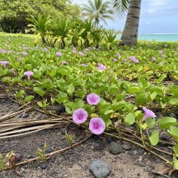 Beach Morning Glory