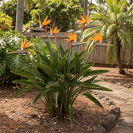 Bird of Paradise