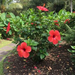 Hibiscus