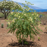 Moringa