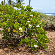 Naupaka Kahakai