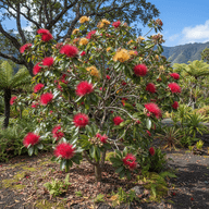Ohia Lehua