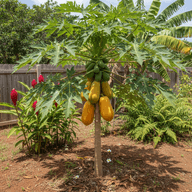 Papaya