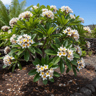 Plumeria