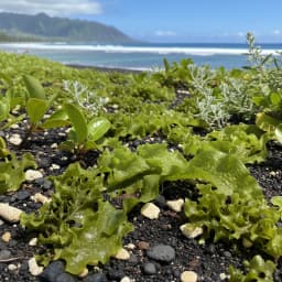 Sea Lettuce