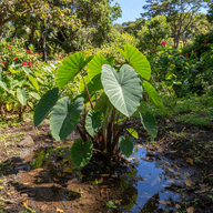 Taro