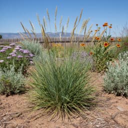 Bluebunch Wheatgrass