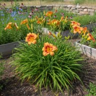 Daylily