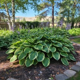 Hostas