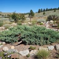 Juniper