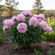 Peony