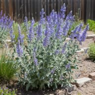 Russian Sage