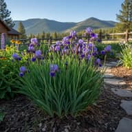 Siberian Iris