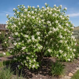 Syringa