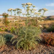 Yarrow