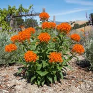Butterfly Weed