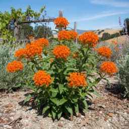 Butterfly Weed