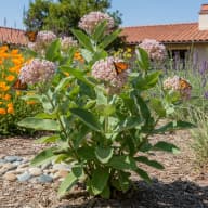 Common Milkweed
