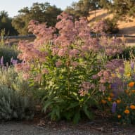Joe-Pye Weed