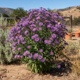New England Aster