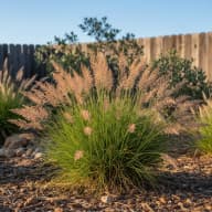 Prairie Dropseed