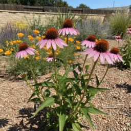 Purple Coneflower