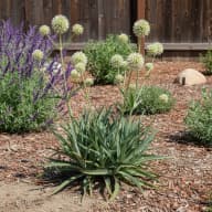 Rattlesnake Master