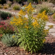 Stiff Goldenrod