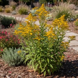 Stiff Goldenrod