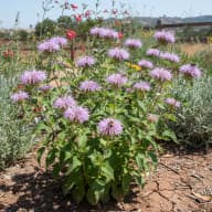 Wild Bergamot