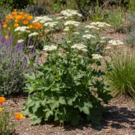 Wild Quinine