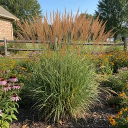 Big Bluestem