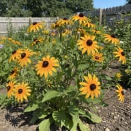 Black-Eyed Susan