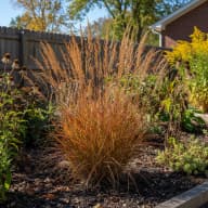Little Bluestem