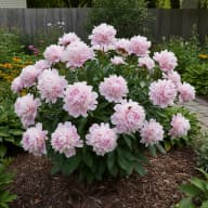 Peony