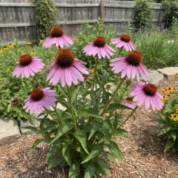 Purple Coneflower