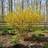 Spicebush