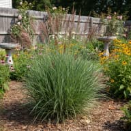 Switchgrass