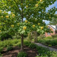 Tulip Tree