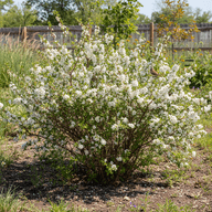 American Plum