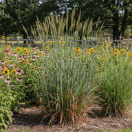 Big Bluestem