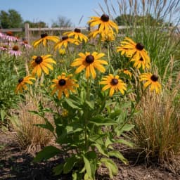 Black-Eyed Susan