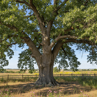 Bur Oak