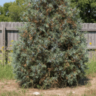 Eastern Red Cedar