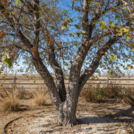 Hackberry