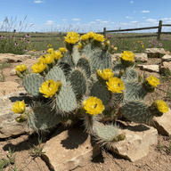 Plains Prickly Pear