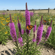 Prairie Blazing Star